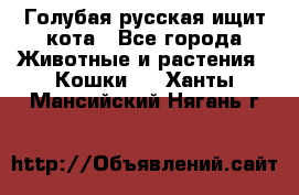 Голубая русская ищит кота - Все города Животные и растения » Кошки   . Ханты-Мансийский,Нягань г.